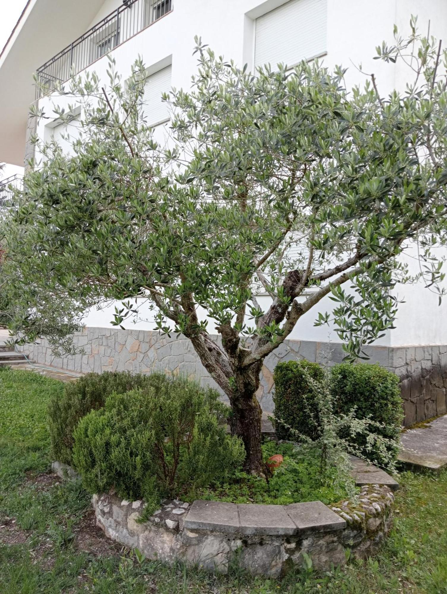 Apartamento-Casa Turistica L'Espigol San Lorenzo de Morunys Dış mekan fotoğraf